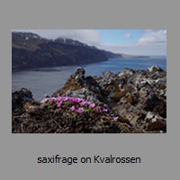 saxifrage on Kvalrossen